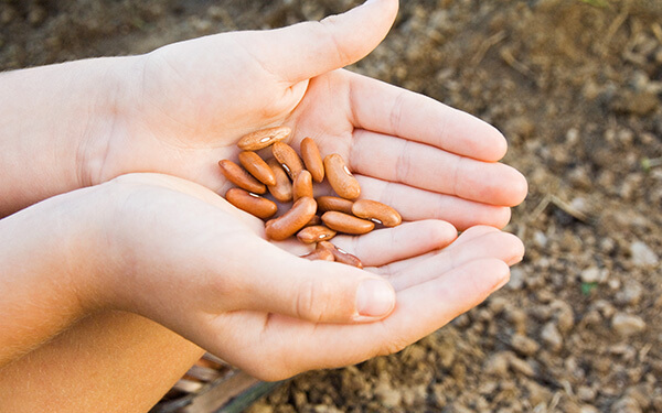 Seed sales in Philpot, KY