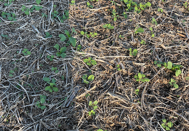 Seed Sales for Effective, Sustainable Cover Crops